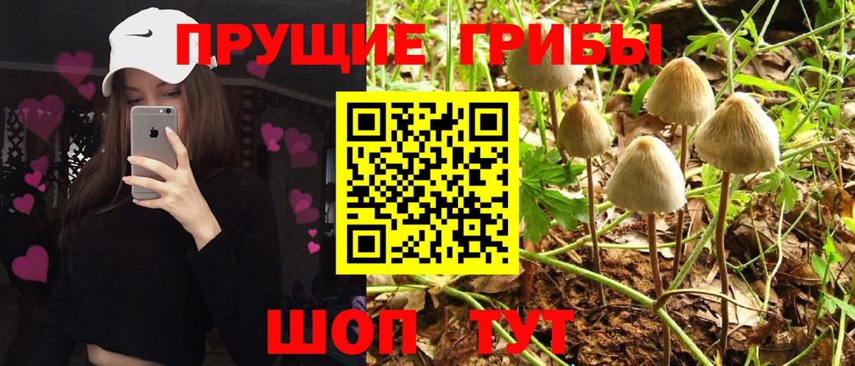 Галлюциногенные грибы прущие грибы  Псилоцибиновые грибы GOLDEN TEACHER  Ульяновск  Вход с VPN 